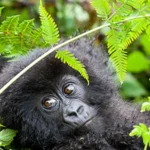 1-Day Mgahinga Gorilla Trekking