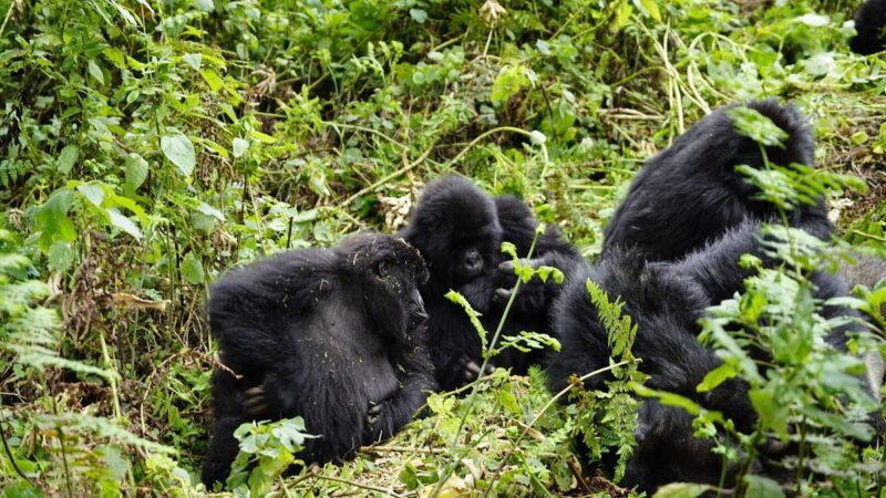 4-Day Rwanda Safari