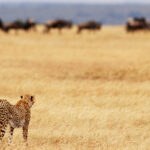4-Day Affordable Kenya Safari