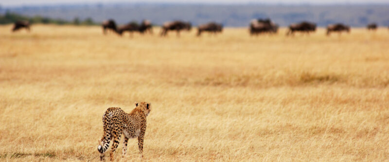 4-Day Affordable Kenya Safari