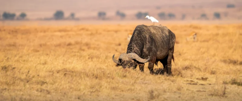4-Day Kenya Wildlife Safari