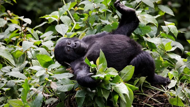 4 Days Uganda Rwanda Safari