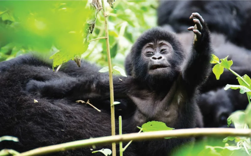4-Day Gorilla Trekking Uganda