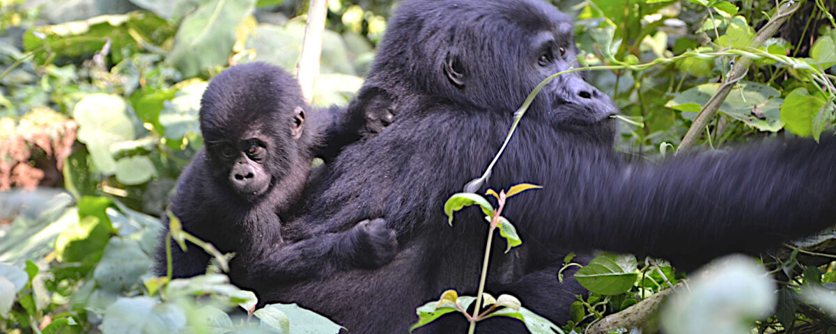 4-Day Luxury Rwanda Gorilla Trekking