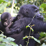 4-Day Luxury Rwanda Gorilla Trekking