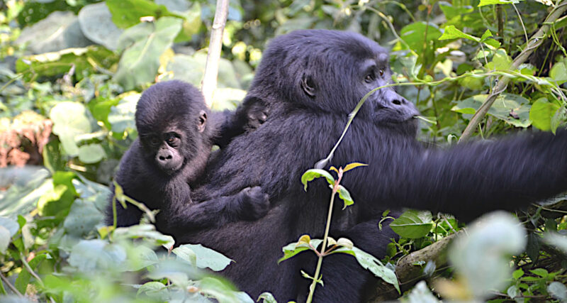 4-Day Luxury Rwanda Gorilla Trekking