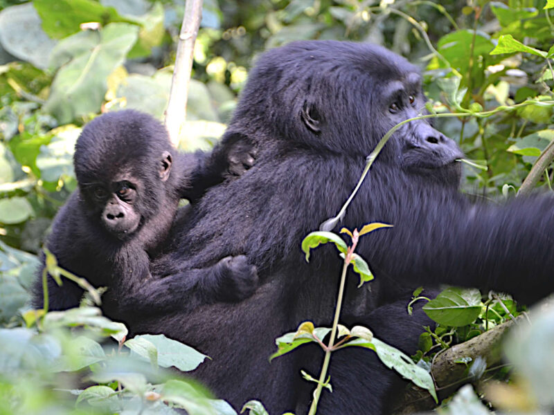 4-Day Luxury Rwanda Gorilla Trekking