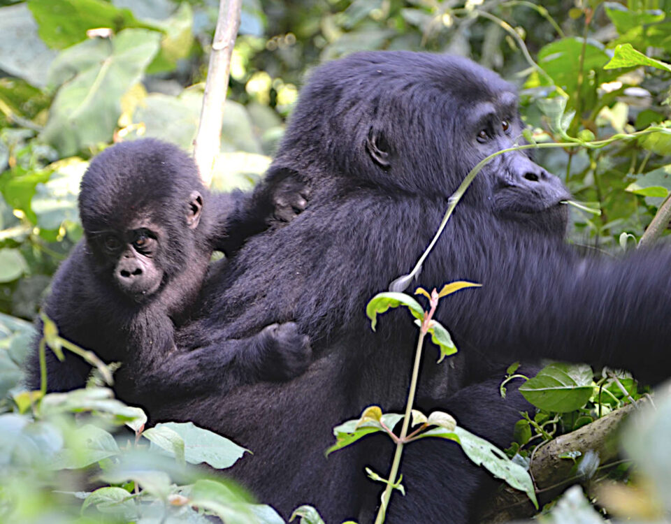 4-Day Luxury Rwanda Gorilla Trekking