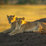 8-Day Luxury Kenya Safari