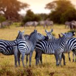 10-Day Kenya Adventure Safari
