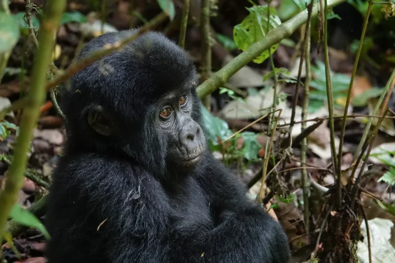 6-Day Uganda Adventure Tour