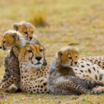 Masai Mara National Reserve