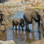 Tsavo West National Park