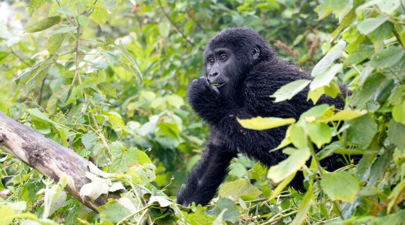 6 Days Tanzania Uganda Tour