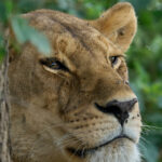 Lake Naivasha National Park