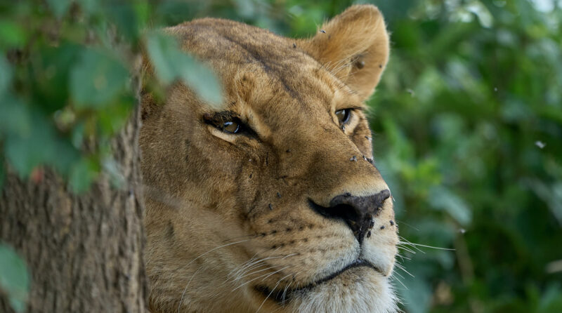 Lake Naivasha National Park