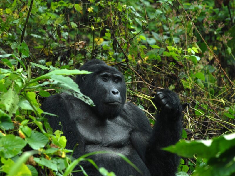 7-Day Uganda Primates Safari