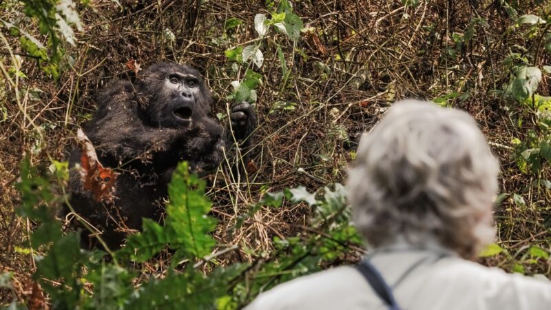 7-Day Discover Rwanda Primates