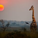 Samburu National Reserve