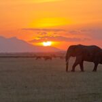 Tsavo East National Park
