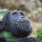 3 Days Nyungwe Forest Tour