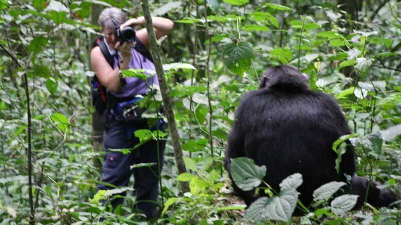 Uganda Safaris