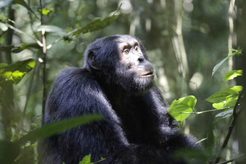 Uganda National Parks