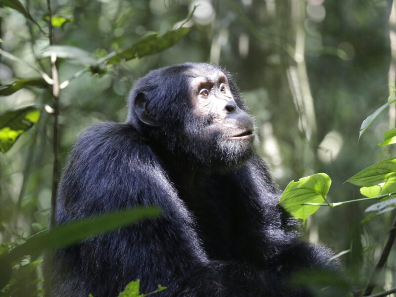Uganda National Parks