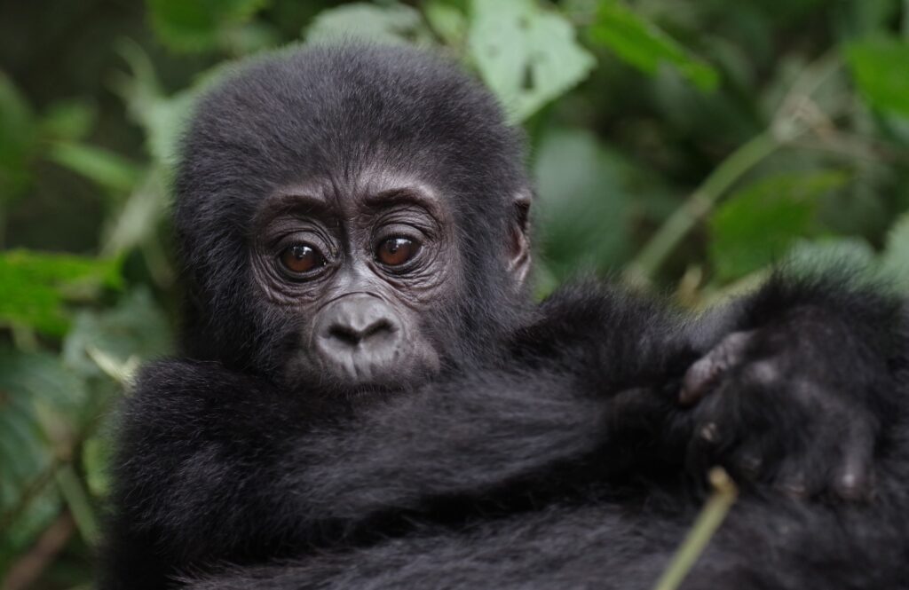 2-day Bwindi Gorilla Safari