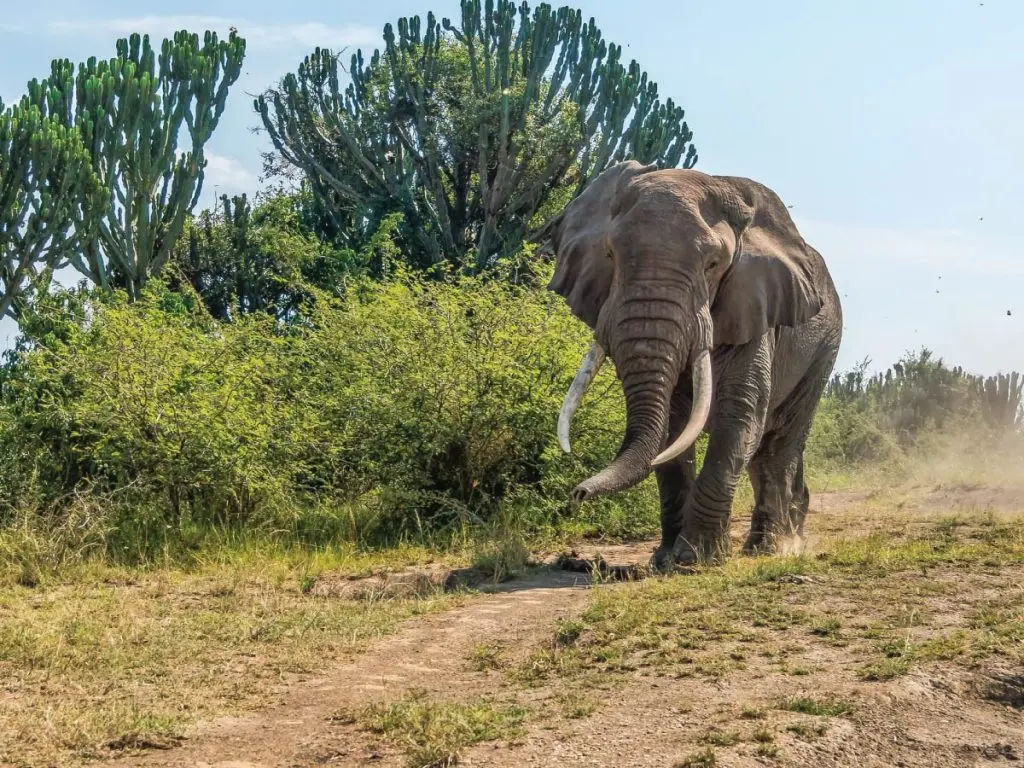 Africa Safari Experiences