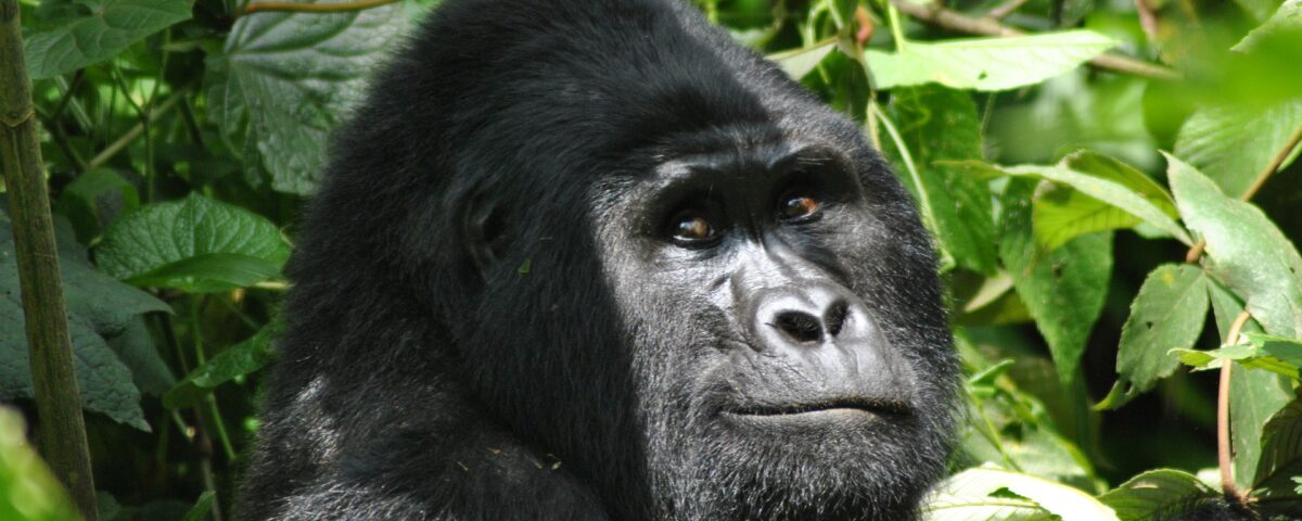 About Traford Safaris Ltd