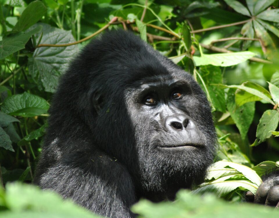 About Traford Safaris Ltd