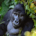 2-day Bwindi Gorilla Safari
