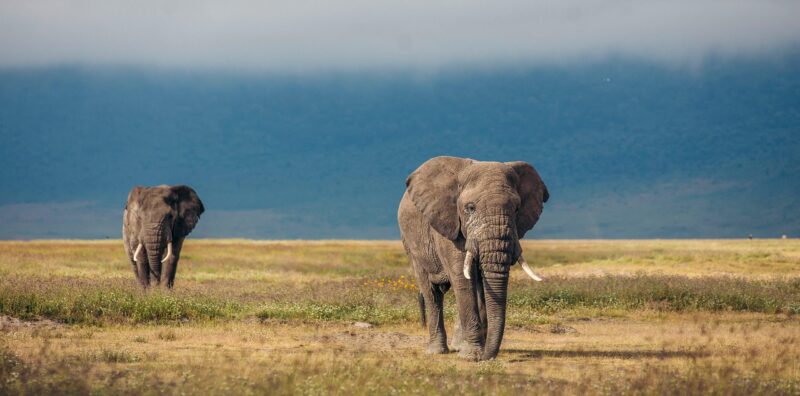 11-Day Best of Tanzania Tour