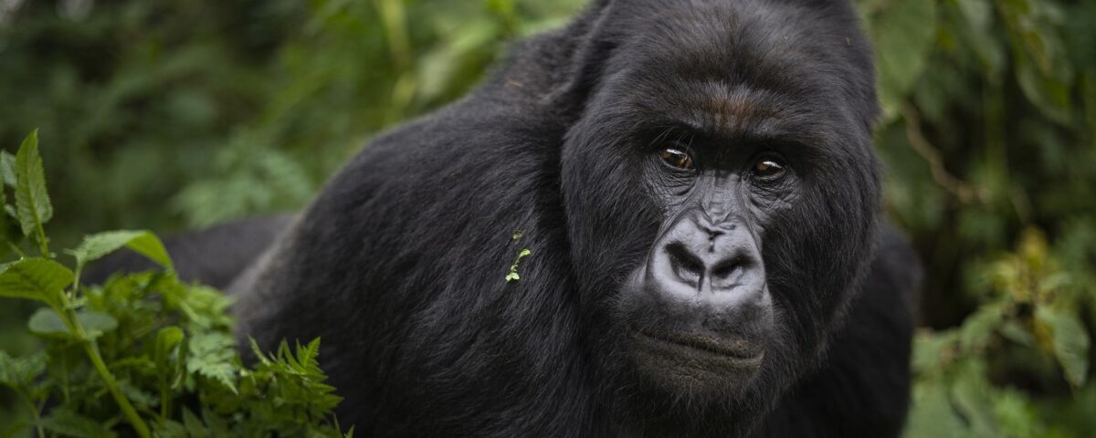 3 Days Bwindi Gorilla Trekking