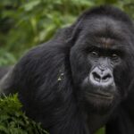 3 Days Bwindi Gorilla Trekking