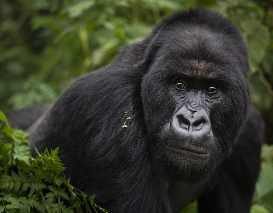 3 Days Bwindi Gorilla Trekking