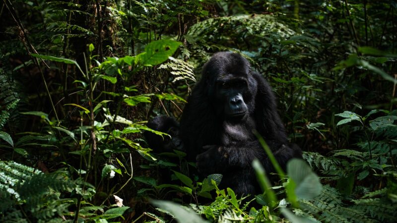 Bwindi Impenetrable Forest National Park