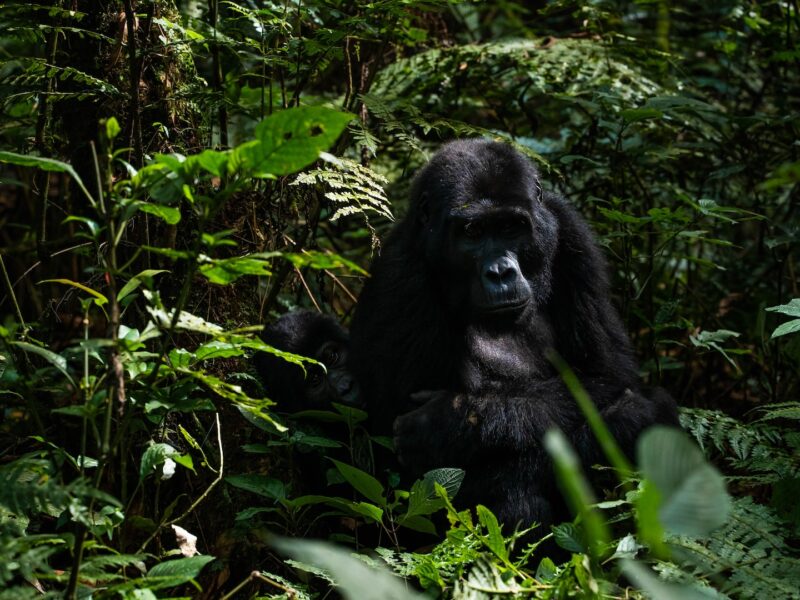 Bwindi Impenetrable Forest National Park