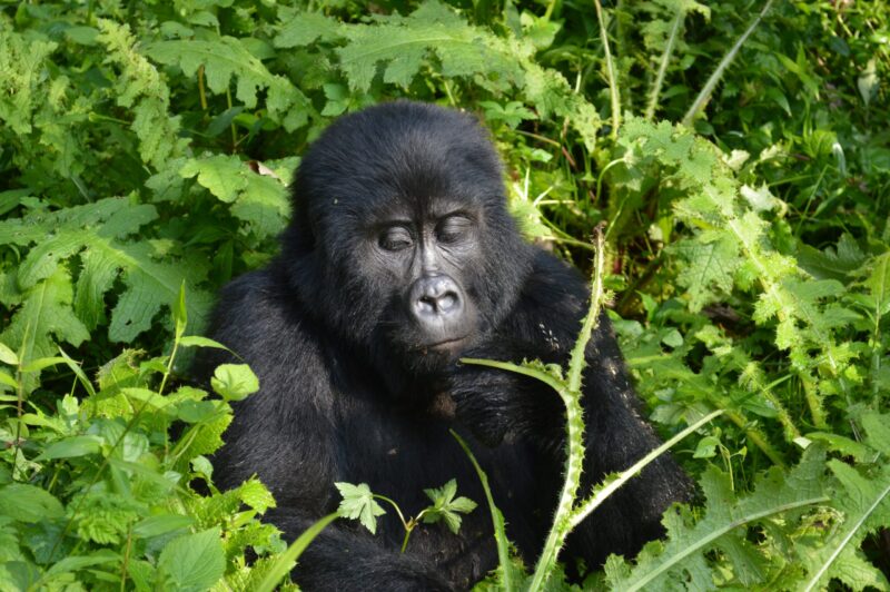 3-Day Rwanda Gorilla Trekking
