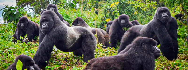 3-Day Rwanda Gorilla Trekking