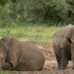 Ziwa Rhino Sanctuary