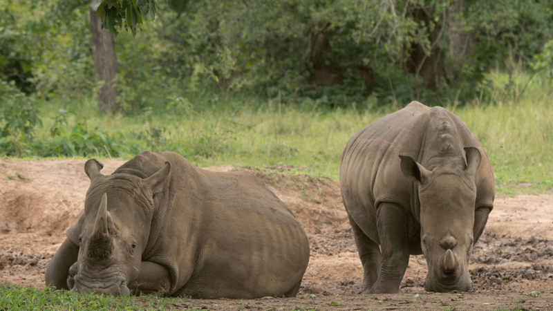 Ziwa Rhino Sanctuary