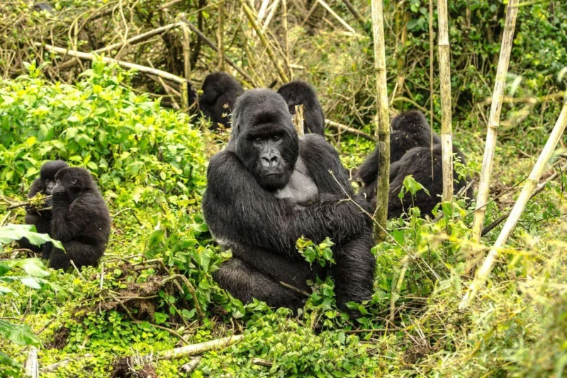 10-Day Classic Rwanda Safari