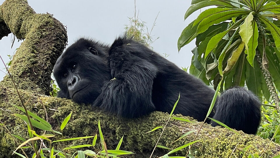 Top 5 Safari Activities to Experience in Rwanda