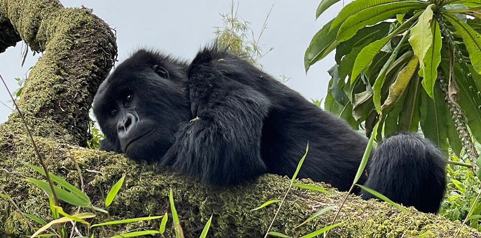 Top 5 Safari Activities to Experience in Rwanda