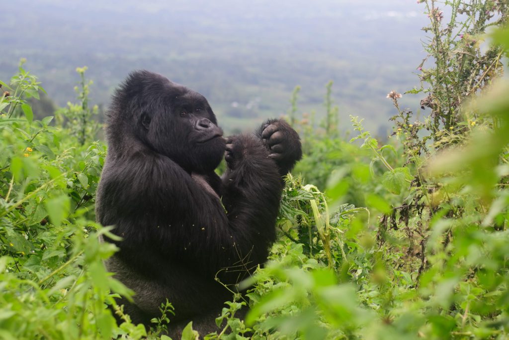 Gorilla trekking in Uganda