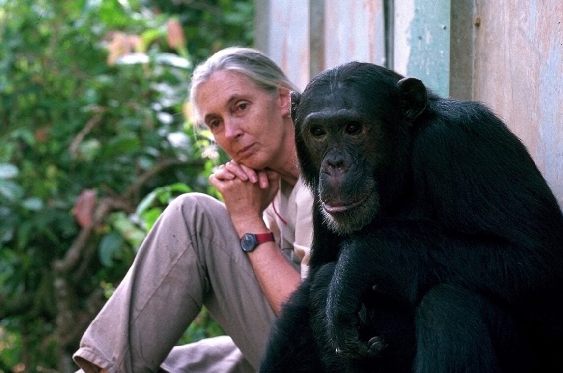 Honouring a Legend: Jane Goodall’s Life and Legacy - Traford Safaris