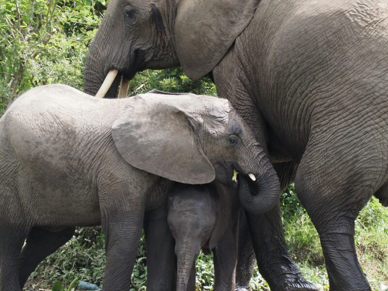 5-Day Burundi Cultural & Nature Experience