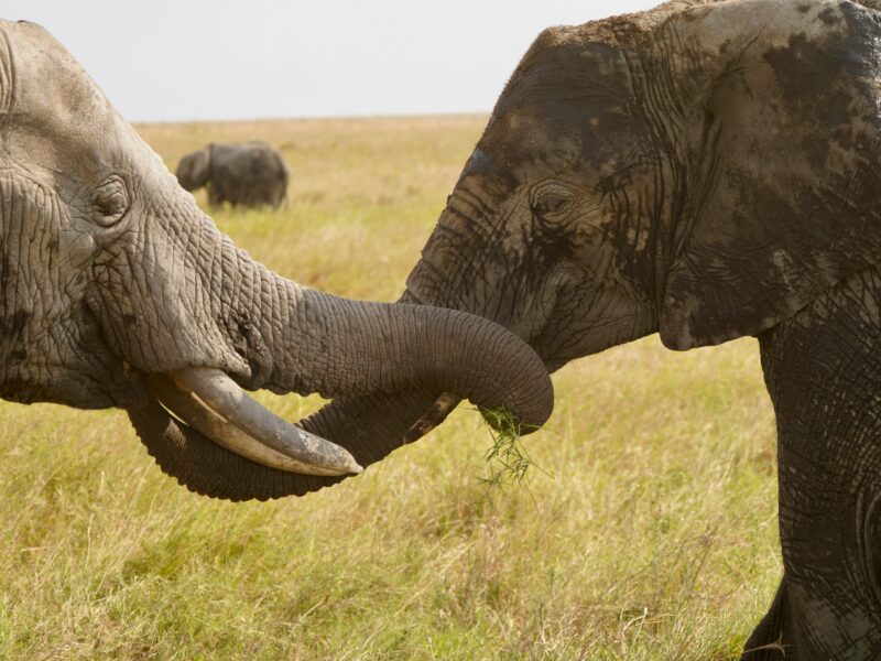 7-Day Tanzania Luxury Honeymoon Safari